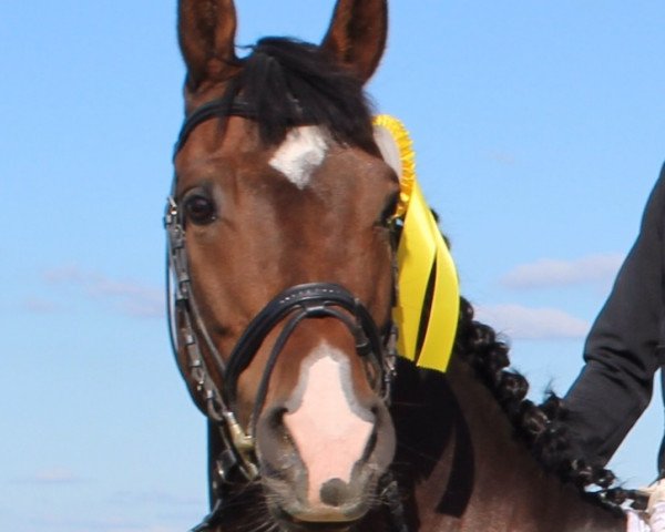 jumper Callisto 26 (Bulgarian Warmblood, 2008, from Klasico) jumper Callisto 26 (Bulgarian Warmblood, 2008, from Klasico)