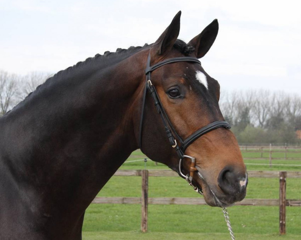 stallion Enrico van de Withoeve (Hanoverian, 2002, from Embassy I)