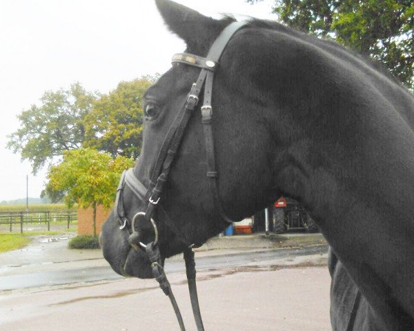 dressage horse Rubina von Alfen (Westphalian, 2011, from Royal Classic I)