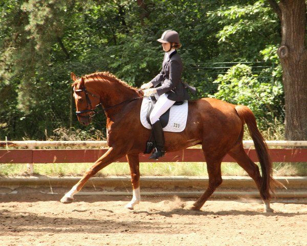 dressage horse Donani 4 (Oldenburg, 2006, from Dimaggio)