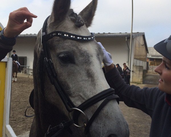 dressage horse Der feine Hugo (Westphalian, 2010, from Der feine Lord AT)