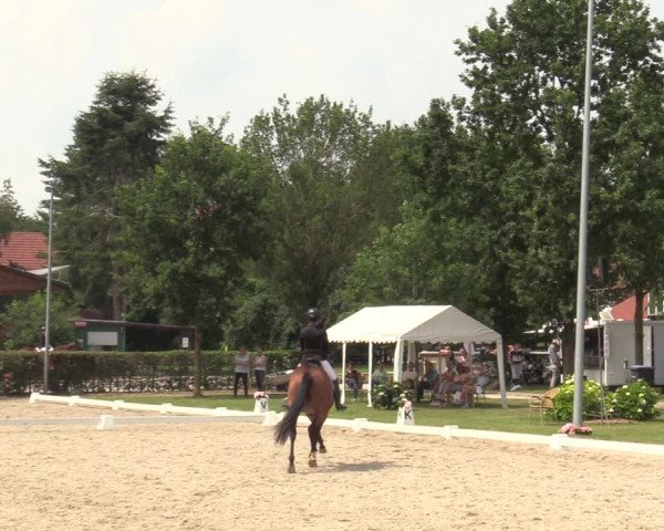 Reitturnier Greven 2020