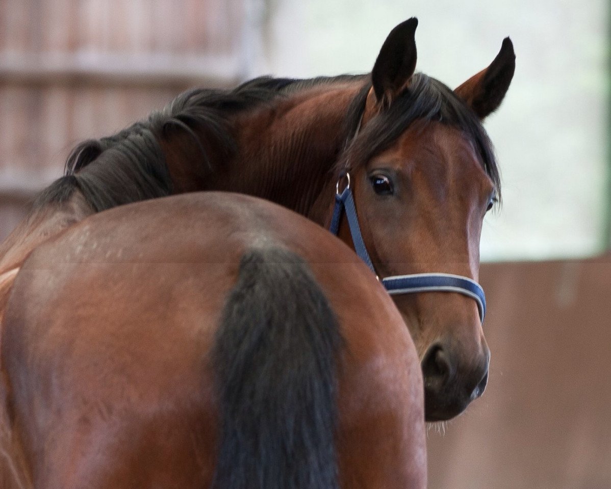 dressage horse Rhodia (Zweibrücken, 2007, from Royal Hit)