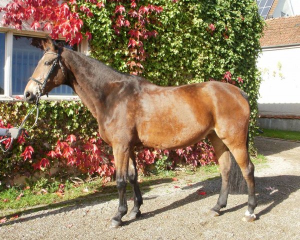 broodmare Mona Lisa 191 (Württemberger, 1995, from Marduk)
