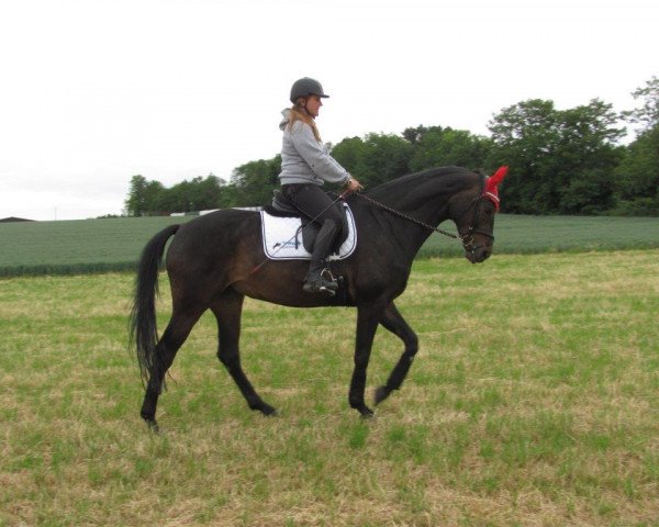 broodmare Sahara 48 (German Sport Horse, 2007, from Samba Hit I)