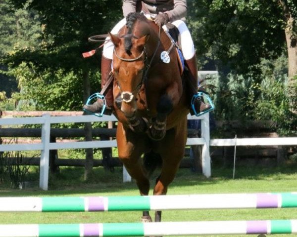 jumper Napoleon 465 (German Sport Horse, 2010, from Nikidam du Chateau)