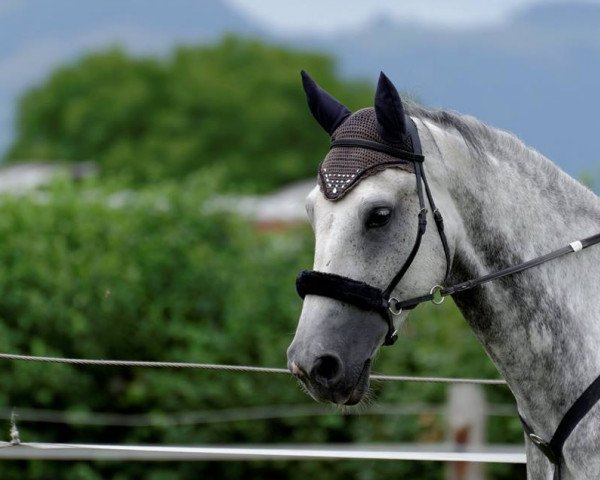 jumper Son for Paradise as Well (Holsteiner, 2007, from Cristo)