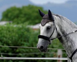 jumper Son for Paradise as Well (Holsteiner, 2007, from Cristo)