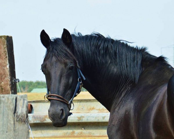 stallion Reiter-Traum (Oldenburg, 1999, from Rubinstein I)