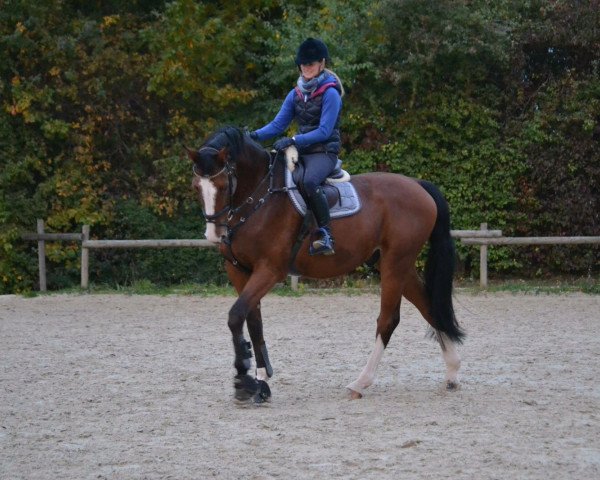 horse Artus (Holsteiner, 2006, from Acodetto I)