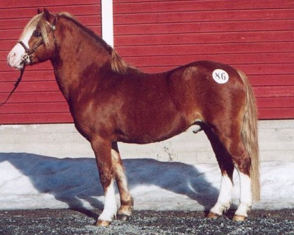 Stallone da monta Scrafton Night Owl 9 WM (Welsh Mountain Pony (Sez.A), 1987, di Dundon Crocus)