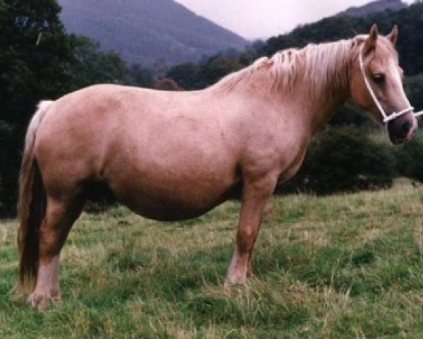 Zuchtstute Stremda Sparkle (Welsh-Cob (Sek. D), 1977, von Nebo Brenin)