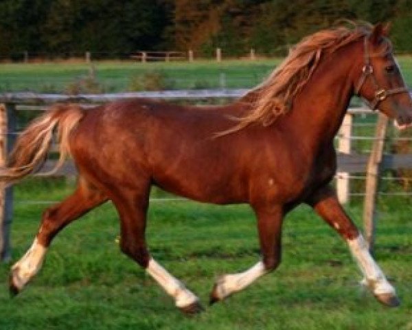 horse Nebo Super Star (Welsh-Cob (Sek. D), 1989, from Nebo Brenin)