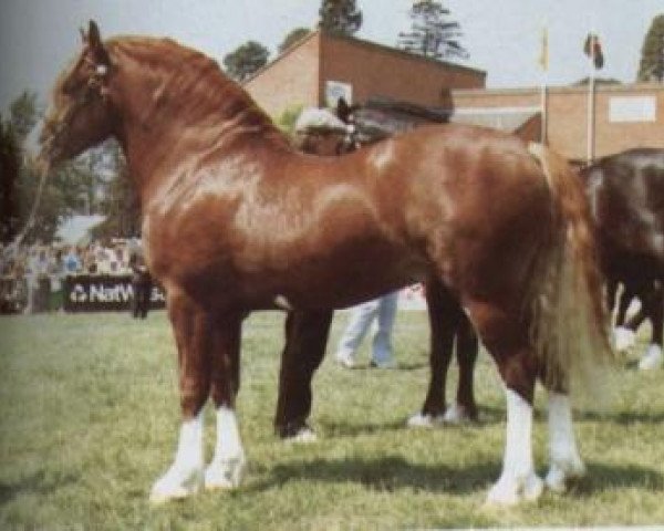 stallion Nebo Hywel (Welsh-Cob (Sek. D), 1987, from Nebo Brenin)