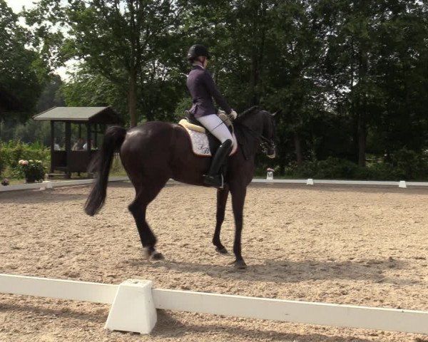 Reitturnier Greven 2020