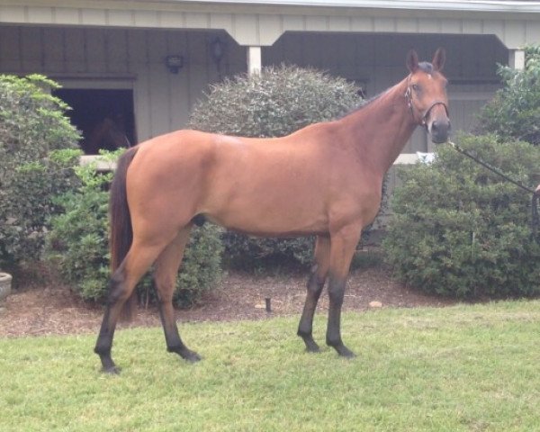 horse Ohio GIS (American Warmblood, 2009, from Olimpic Star) horse Ohio GIS (American Warmblood, 2009, from Olimpic Star)