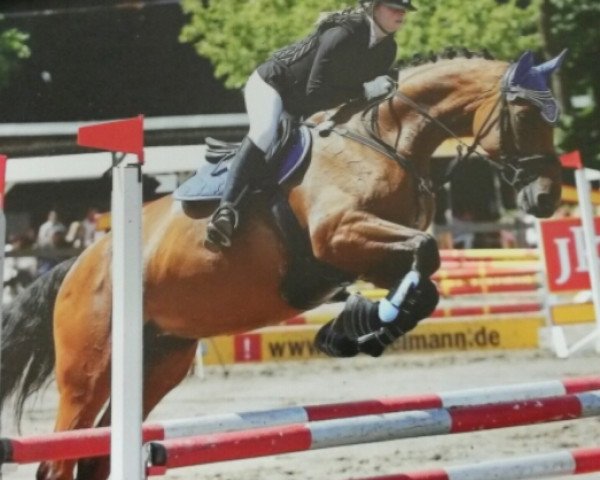 jumper Herlinde van het Goovahof (Belgian Warmblood, 2007, from Argentinus)