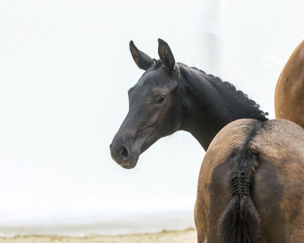 broodmare Bojana CH (Swiss Warmblood, 2014, from Black Jack 175)