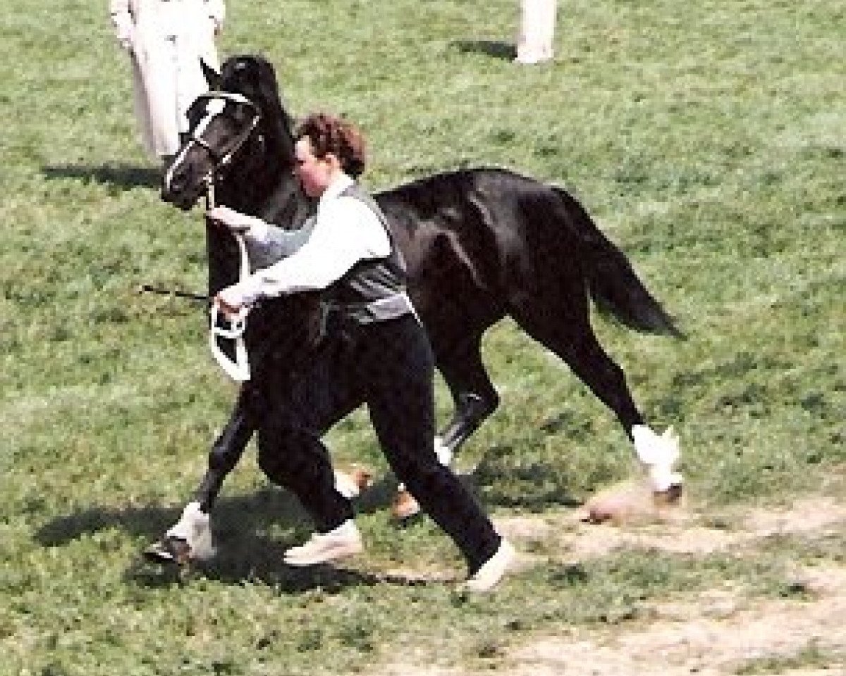 stallion Synod Rascal (Welsh-Cob (Sek. C), 1981, from Parc Dafydd)