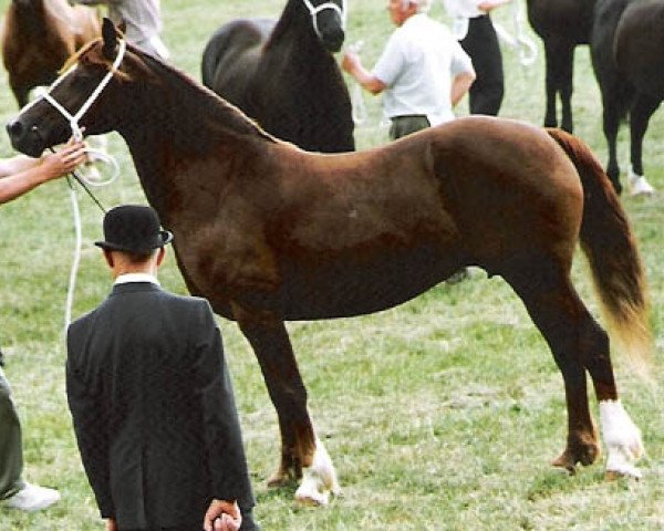 broodmare Pennal Lady Model (Welsh-Cob (Sek. D), 1982, from Parc Dafydd)