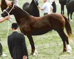 broodmare Pennal Lady Model (Welsh-Cob (Sek. D), 1982, from Parc Dafydd)