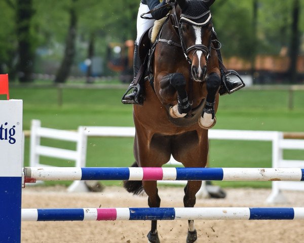 Springpferd Divinee (Westfale, 2009, von Diarado)