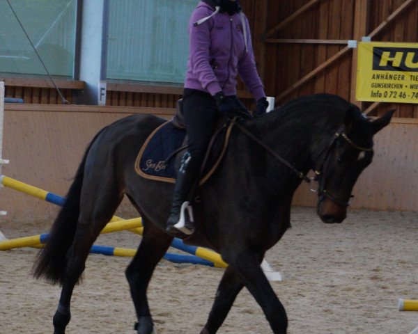 horse Hello Knut (Austrian Warmblood, 2011, from Cantoblanco)