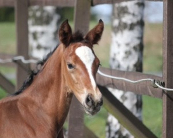 horse Belino H (Rhinelander, 2013, from Callaho's Benicio)