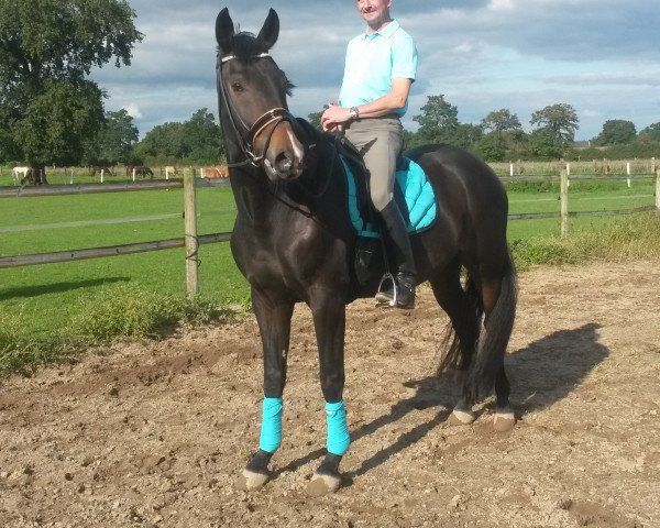 dressage horse Faustinus F (Rhinelander, 2011, from Feedback 16)