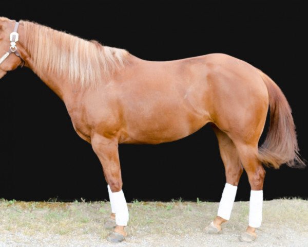 broodmare Chex the Hex (Quarter Horse, 2010, from Chex Enterprise)