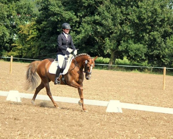 horse Ghost Rider's First Princess (German Riding Pony, 2011, from Ghost Rider)