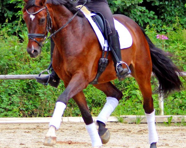 dressage horse Falstaff (Austrian Warmblood, 2005, from Florestano)