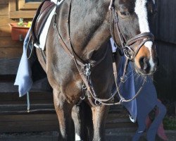 dressage horse Coffee Cream (Welsh-Pony (Section B), 2001, from Campari)