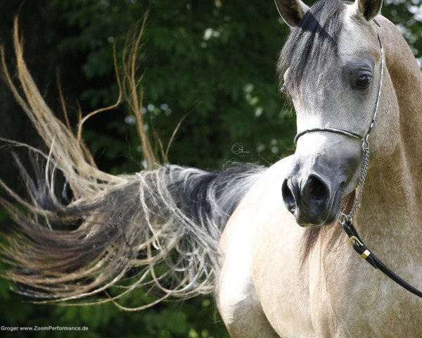 stallion Mouammar ox (Arabian purebred, 2011, from Gazwan Al Nasser ox)