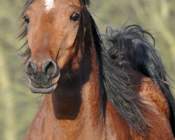 Zuchtstute Meranika (Vollblutaraber, 2012, von Aranik Kossack ox)