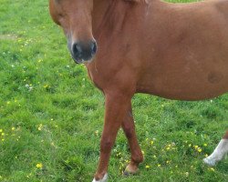 Dressurpferd Lorraine (Deutsches Reitpony, 2001, von Steehorst Maestro)