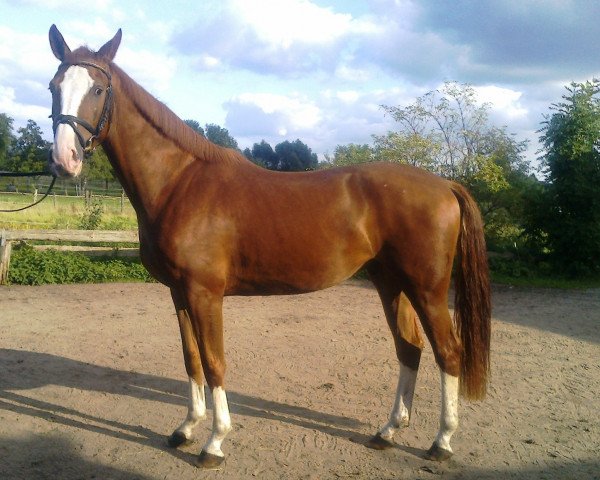 Pferd Eltino (Hannoveraner, 2012, von Edward 28)