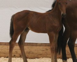 Springpferd Lacrimoso 5 (Oldenburger Springpferd, 2015, von Pikeur Lord Fauntleroy)