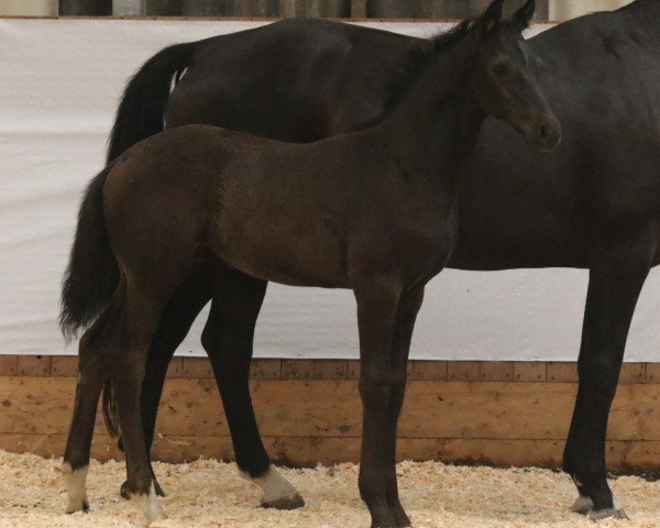 horse Freshman (Oldenburg, 2015, from Franklin)