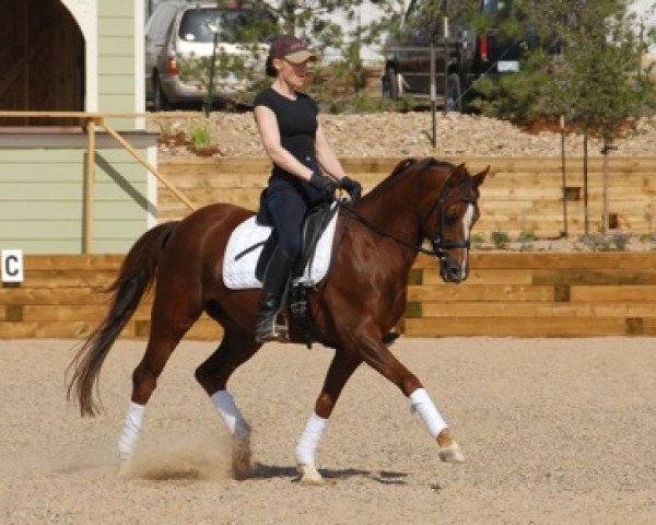 stallion Morgenland's Fabian (Nederlands Welsh Ridepony, 1999, from Bjirmen's Wytse)