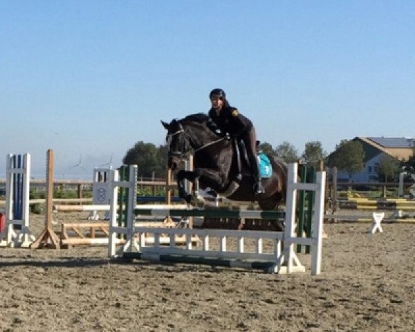 Broodmare Grace (Hanoverian, 2001, from Gottwald)