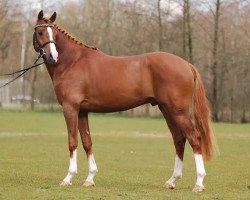 stallion Heidehof's Don Diego (Welsh, 2005, from Morgenland's Fabian)