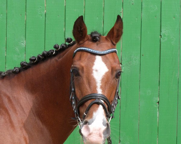 jumper Vespucci 13 (German Riding Pony, 2002, from Van Gogh R)