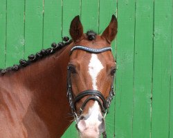 jumper Vespucci 13 (German Riding Pony, 2002, from Van Gogh R)