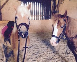 Dressurpferd New Honeymoon (Haflinger, 2010, von New Age)