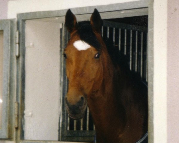 horse Pink Floyd 32 (Hanoverian, 1995, from Prince Thatch xx) horse Pink Floyd 32 (Hanoverian, 1995, from Prince Thatch xx)