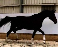 broodmare Diva (Hanoverian, 2012, from Dancier)