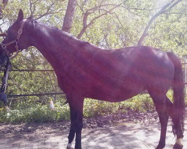 broodmare Carla (Oldenburg, 2009, from Corlensky G)