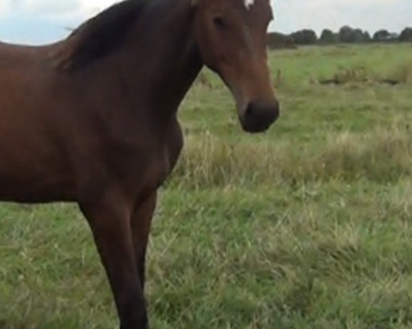 jumper Choo Choo (Oldenburg show jumper, 2014, from Chatender)
