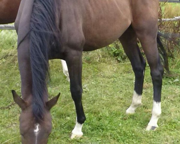 dressage horse Spörkenkieker (Hanoverian, 2013, from Spörcken)